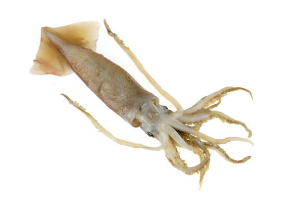 istock fresh squid isolated on the white background 2157523050
