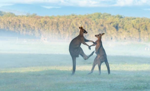 istock Fighting kangaroo in Coombabah Nature Reserve 2157523079