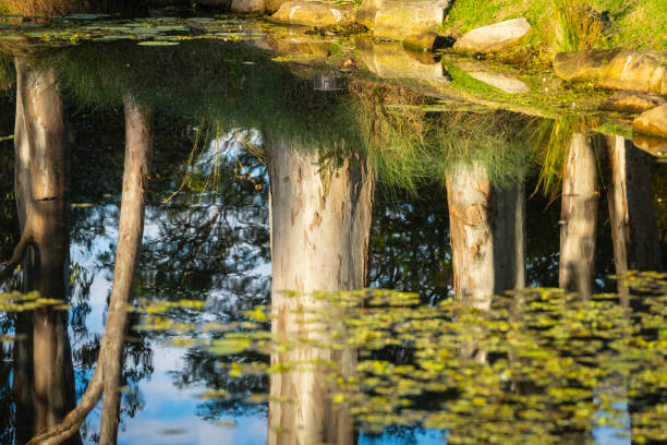 Eucalypt pond reflection in Gold Coast Botanical Gardens on Gold Coast, Australia.