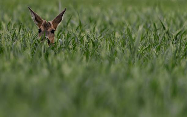 istock A deer peeking through the tall cornfield, showcasing nature and wildlife. 2157523525