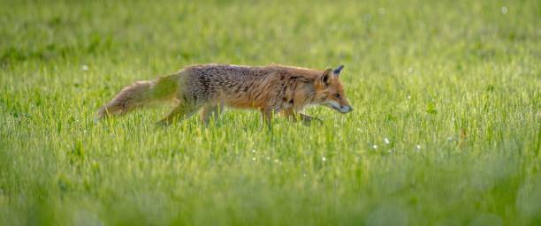 istock A red fox walking through a lush green field on a sunny day. 2157523560