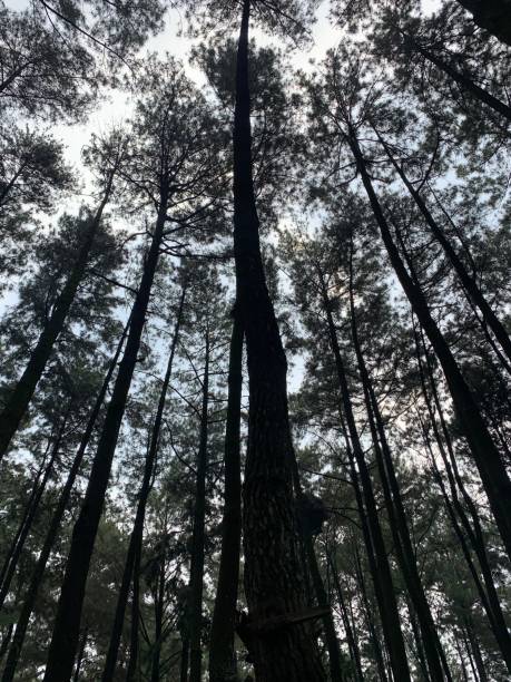 istock Pine tree forest in Pancar hill, Bogor, Indonesia 2157524370