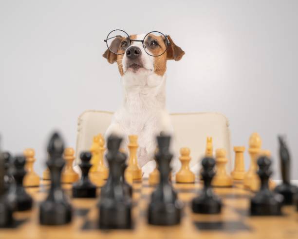 istock Smart dog jack russell terrier in glasses plays chess on a white background. 2157524689