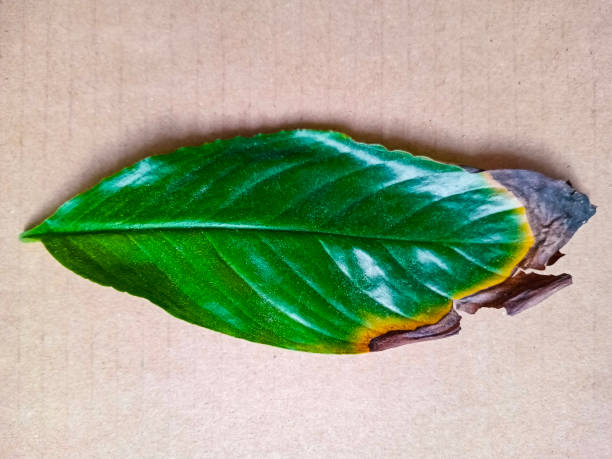 Plant leaf with some disease or fungus