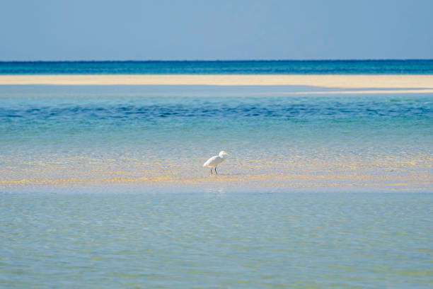 A white heron standing in the blue sea