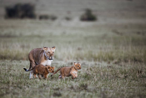 Playful young lion cubs - Masai Mara, Kenya