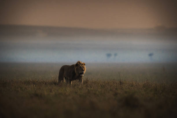 istock Male lion walking in Masai Mara. 2157526760