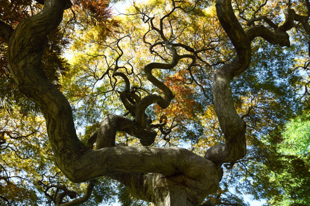 istock Twisting branches of a Japanese Maple 2157526858