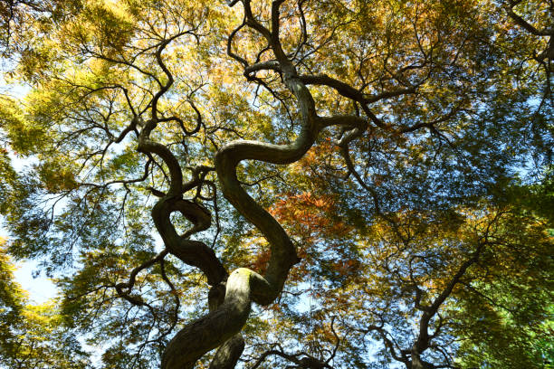 istock Twisting branches of a Japanese Maple 2157526859