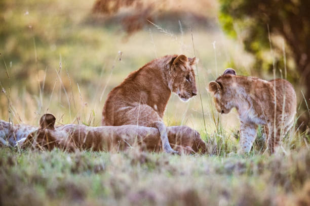 Cute lion cubs relaxing in grass in the wild. Copy space.