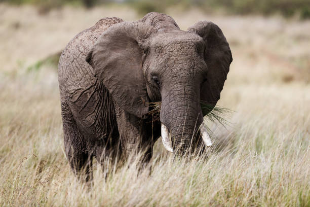 istock African elephant walking in the wild. 2157526921
