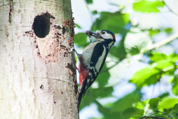 istock Greater Spotted Woodpeck (Dendrocopos major) 2157528185