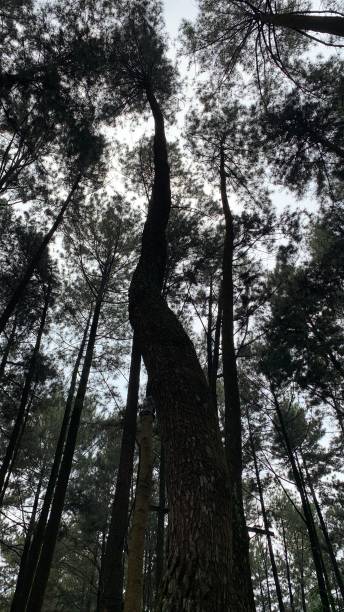 istock Pine tree forest in Pancar hill, Bogor, Indonesia 2157529020