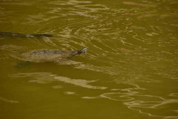 Red eared solider swimming in the water.\nNot retouching photo.