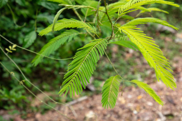 Green leaves on a tree branch in the park.