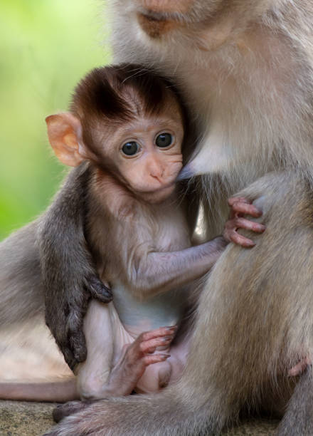 istock Monkey with baby in tropical park 2157531195