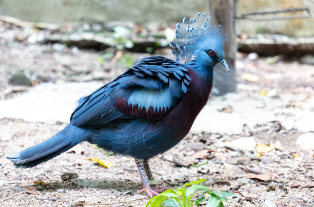Portrait of a tropical pigeon.