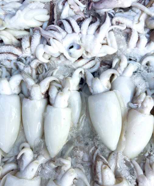 istock Fresh squid on a market stall 2157531875