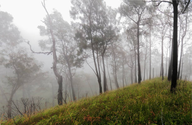 the pine tree and the grass while haze day at the buthak mountain