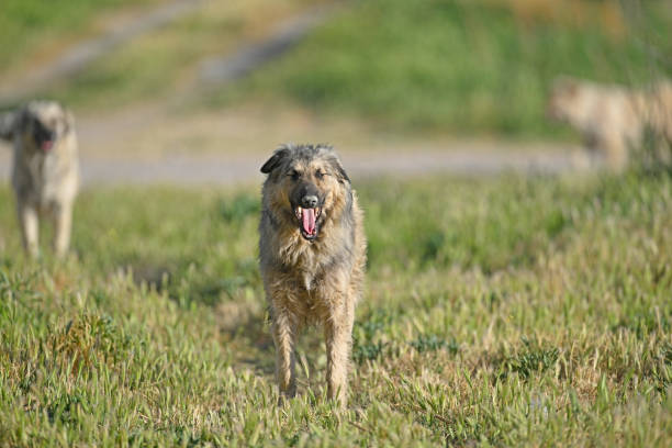 A stray dog with its mouth open on the green grass.
