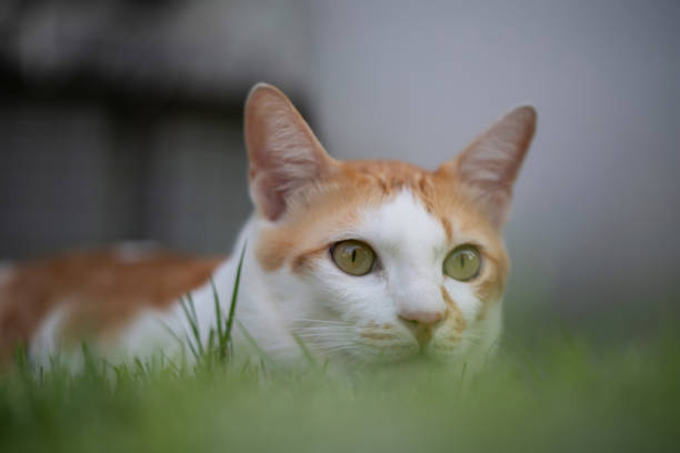 An orange Thai cat is playing in the grass.