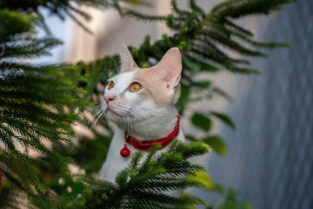 An orange Thai cat is playing in the grass.