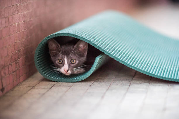 istock Cute Kitten Hiding Inside a Rolled Yoga Mat 2157535284