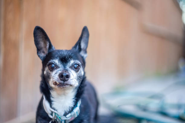 A black and white Chihuahua dog with a collar. The attentive canine looks directly at the camera.