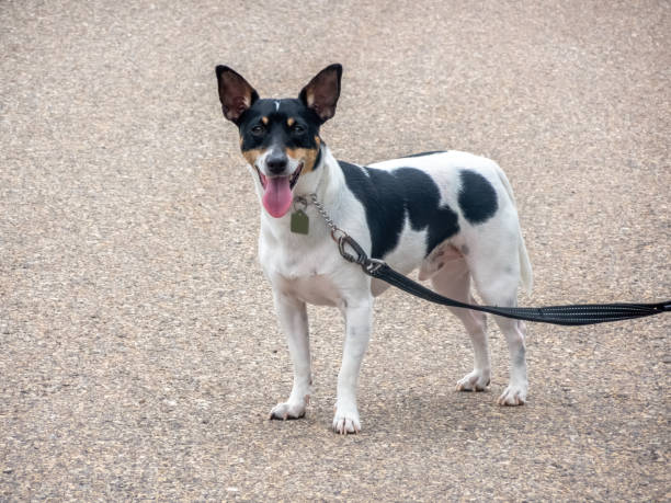 istock A Toy Fox Terrier on a leash pauses on a sidewalk, mid-stride. The dog has a perked-up posture and attentive expression 2157536109