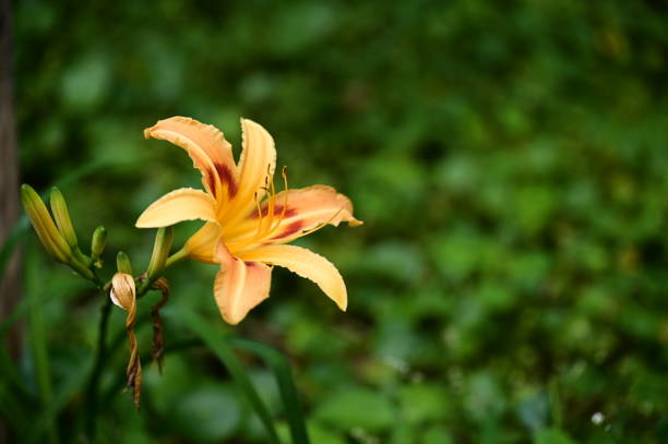 istock Daylilies: Versatile Edible and Ornamental Flowers 2157536699