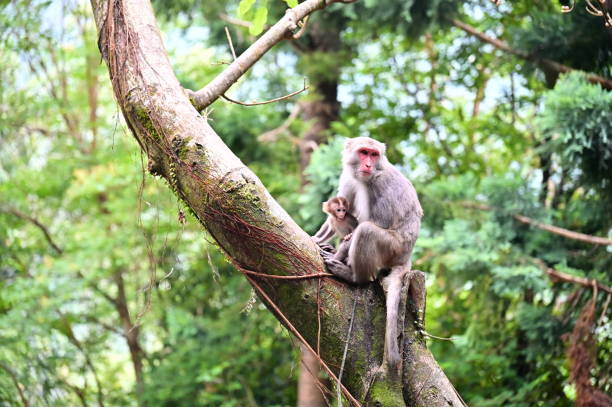 Taiwanese macaques, native primates, can be encountered on hiking trails. Understanding their behavior and maintaining a respectful distance ensure a safe and enjoyable experience.