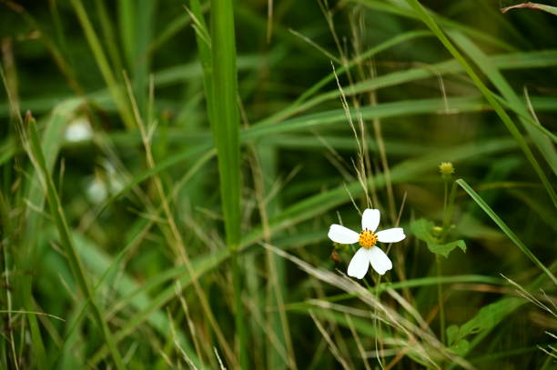 istock Bidens alba: The Bright White Wildflower Along Mountain Trails 2157537441