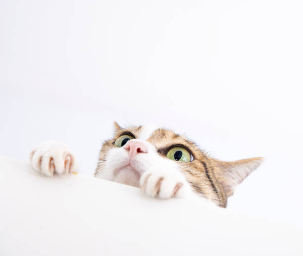 istock Close-up cat looking up while sitting against white background 2157537750