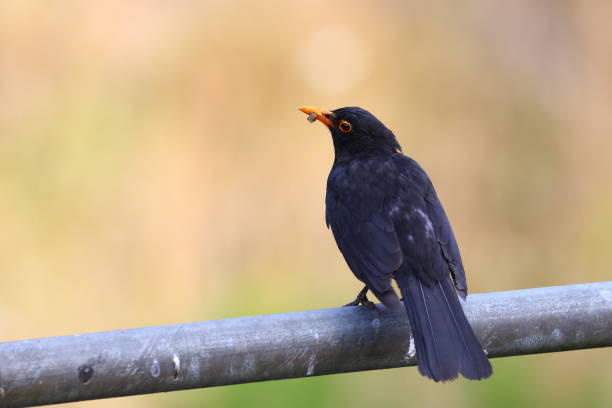 istock A male Eurasian blackbird (Turdus merula), close-up, blurred background 2157538821