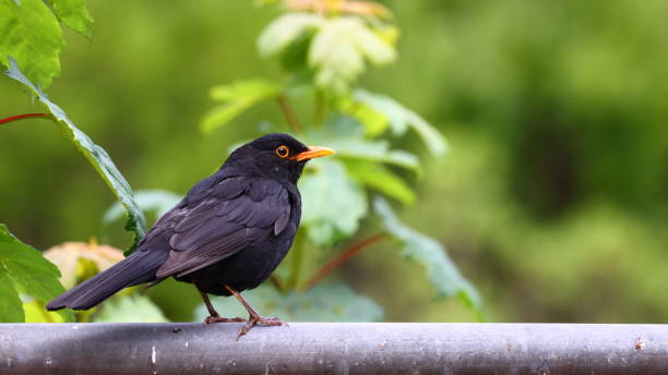 istock A male Eurasian blackbird (Turdus merula), close-up, blurred background 2157538824