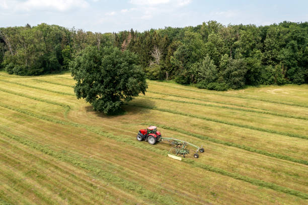 Meadow with tall grass and flowers. On the background is the grass mowed and on the horizon there is a defocused tractor mowing the grass.
