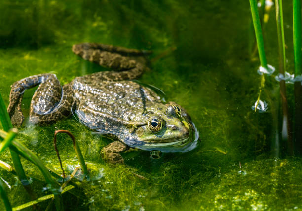 Closeup of a green frog in pond full of algae