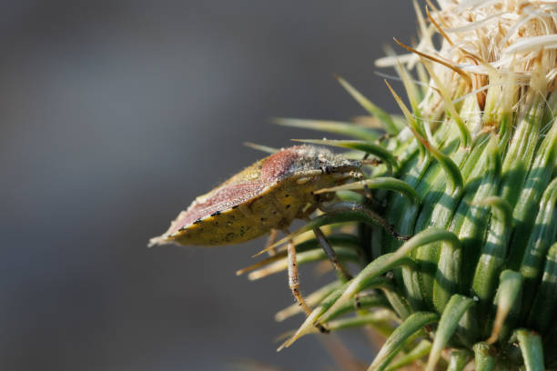 Shield bug Dolycoris baccarum at base of thistle flower, Alcoy, Spain