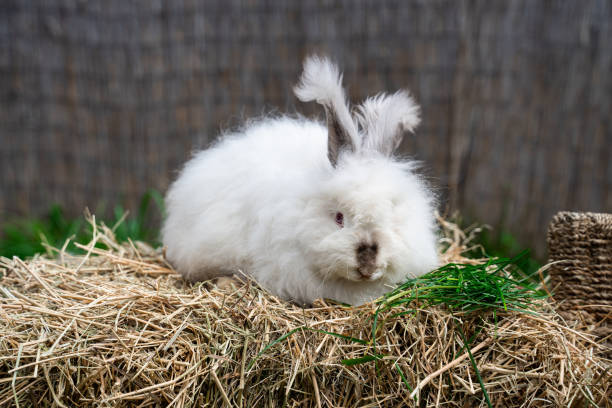 Large sized Angora White with gray rabbit sitting on dry grass on a sunny day before Easter