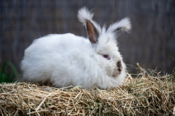 istock Large sized Angora White with gray rabbit sitting on dry grass on a sunny day before Easter 2157543272