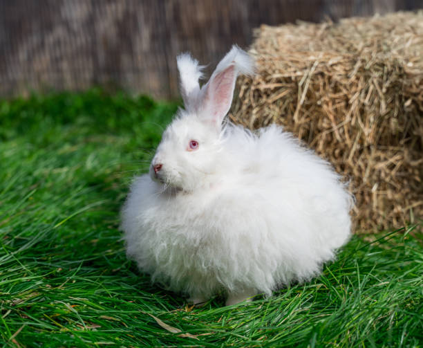 istock Large sized Angora White rabbit sitting on green grass on a sunny day before Easter 2157543343