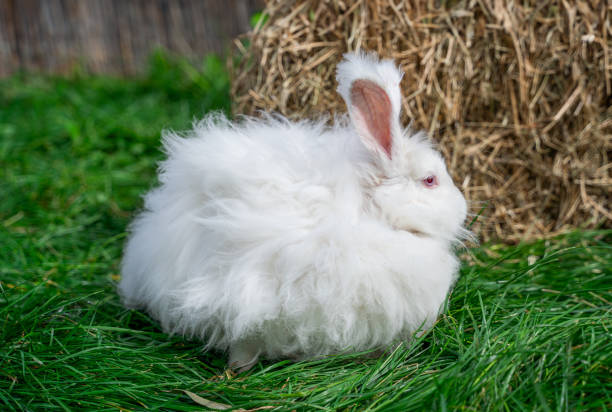 istock Large sized Angora White rabbit sitting on green grass on a sunny day before Easter 2157543529