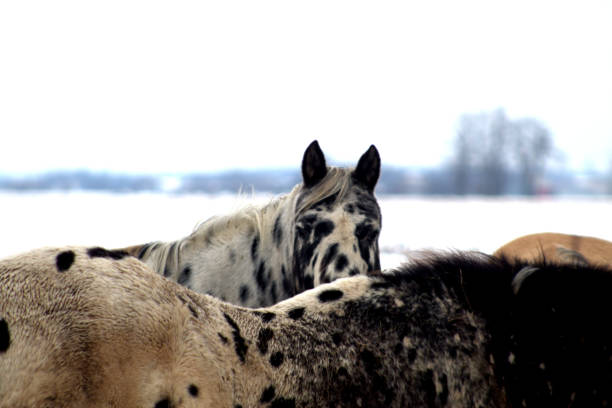 Some horses stand close together in a snow-covered pasture on a cold winter day. The landscape is serene, with a soft layer of snow blanketing the ground and gentle light illuminating the scene. Fences stretch into the distance, marking the expanse of this rural setting.