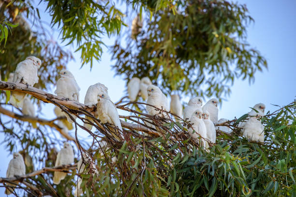 Several white Little Corella parrots sit on green tree branch in blue sky background in a park in Adelaide, Australia