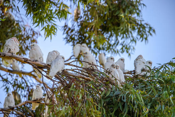 istock Several white Little Corella parrots sit on green tree branch in blue sky background in a park in Adelaide, Australia 2157544350