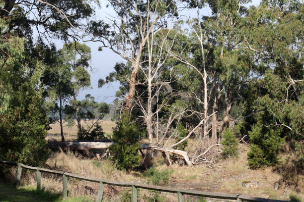 Australian rural landscape with eucalyptus trees at Sailors Falls