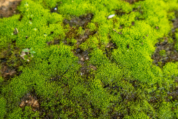 istock Naturally occurring green moss It is a plant that has great ecological value. They will also help stabilize the soil surface and help retain water. for new plants to continue growing 2157545210