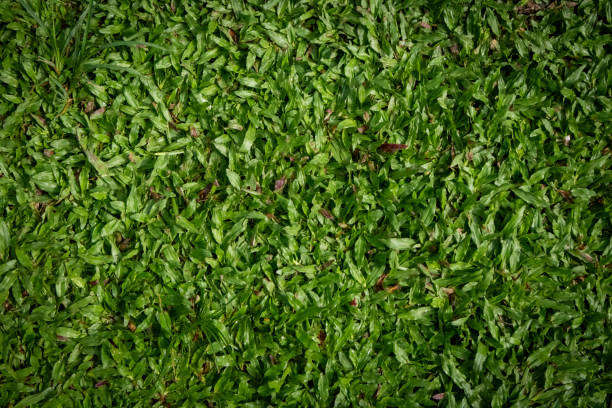 Beautiful bright green grass with water droplets still left after the rain.