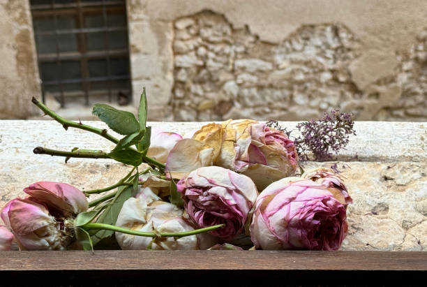 Close-Up Of Pink Dried Roses On Wood