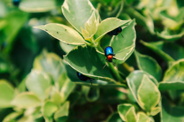Colorful insect perched on leaf, vibrant green and yellow details, nature scene highlighting biodiversity, copy-space available.